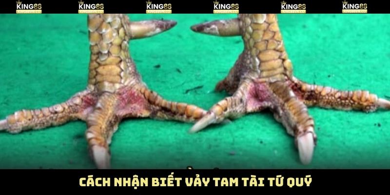Cách nhận biết gà chiến có vảy tam tài tứ quý 