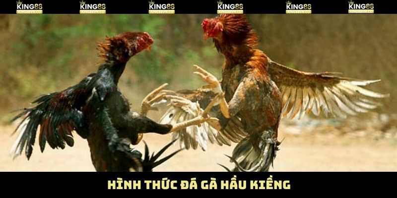 Những hình thức chọi của gà đá hầu kiềng