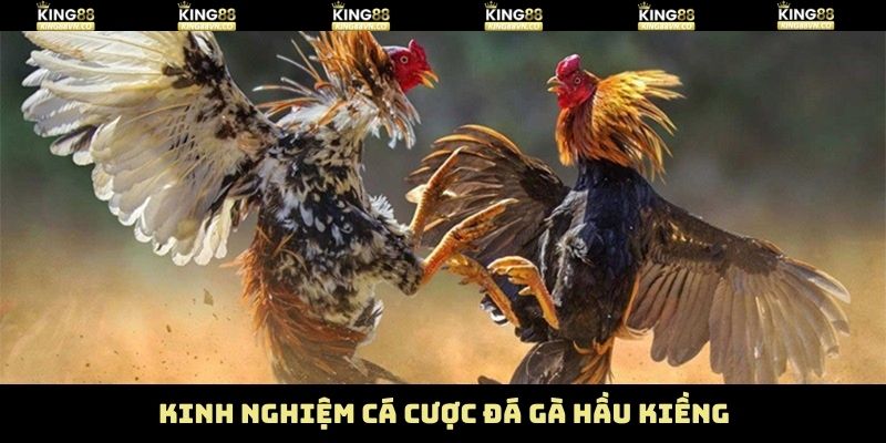 Mẹo chọn gà đá hầu kiềng chuẩn nhất hiện nay