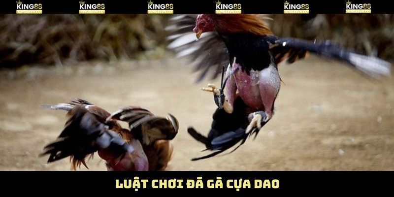 Luật tham gia đá gà cựa dao King88 
