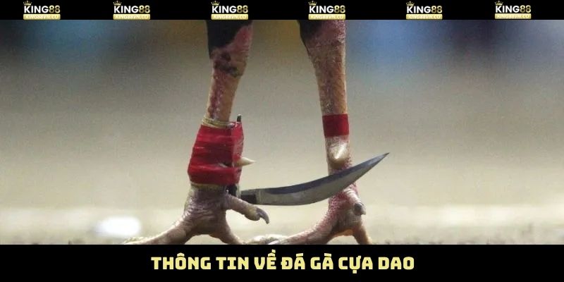 Một vài nội dung cơ bản về hình thức chọi kê cựa dao 