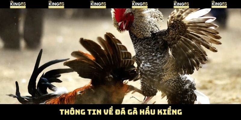 Những thông tin liên quan đến chiến kê hầu kiềng