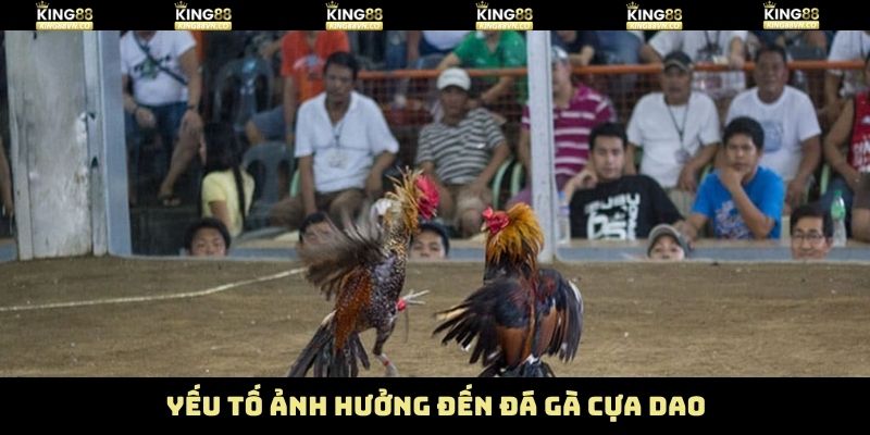 Một số yếu tố tác động tới trận đấu chọi kê cựa dao  